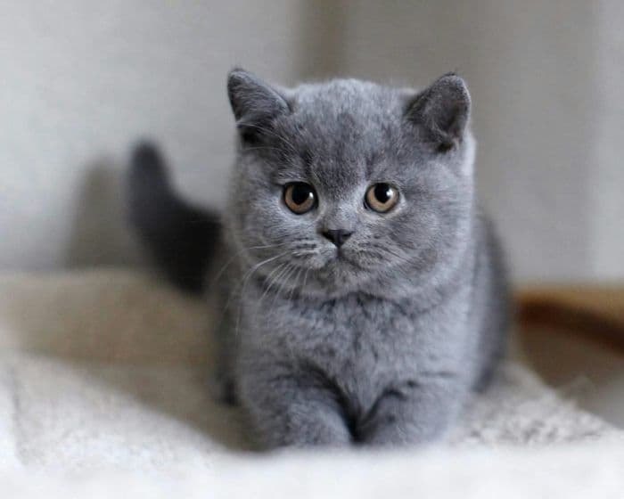 Harga Anak Kucing British Shorthair: Panduan Lengkap