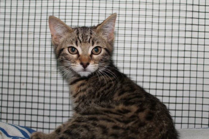 Kucing Bengal Mix Kampung: Perpaduan Eksotis dan Kekuatan Lokal