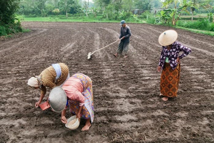 5 Dampak Positif Cultuurstelsel Penduduk Jawa