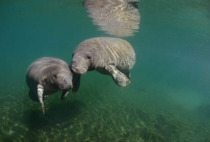 15 Fakta tentang Hewan Manatee, Mamalia Laut yang Mirip Dugong