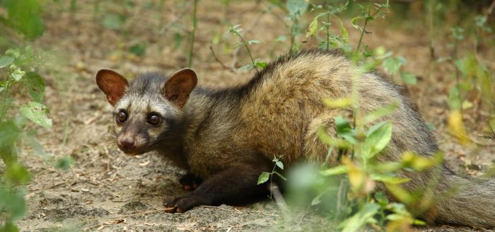 Perbedaan musang dan rubah