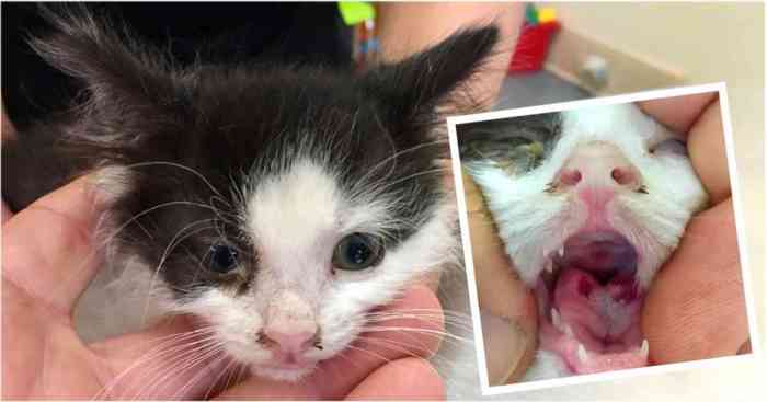 Virus Calici Pada Kucing Adalah