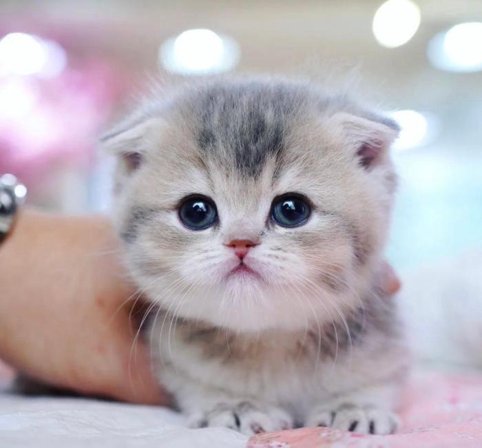 Harga Anak Kucing Munchkin