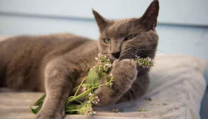 Apakah Catnip Boleh untuk Kucing Hamil? Simak Faktanya di Sini
