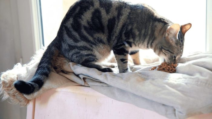Tanda Makanan Kucing Tidak Cocok yang Tak Boleh Diabaikan 3 Tanda Makanan Kucing Tidak Cocok yang Tak Boleh Diabaikan