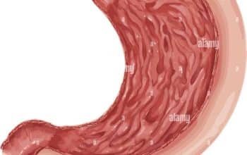 Mengenal 4 Bagian Lambung dalam Tubuh Manusia