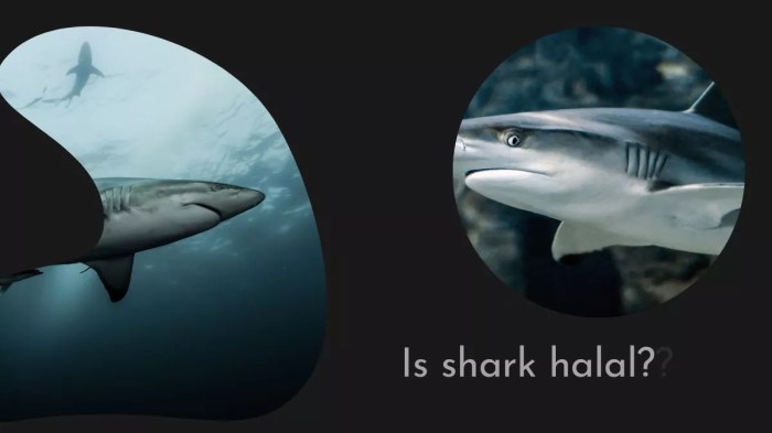 Shark eat halal