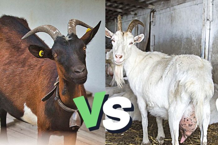 3 Perbedaan Kambing Saanen dan Sapera yang Perlu Dipahami 3 3 Perbedaan Kambing Saanen dan Sapera yang Perlu Dipahami