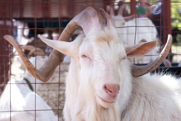 6 Penyebab Kambing Tidak Nafsu Makan yang Perlu Diketahui