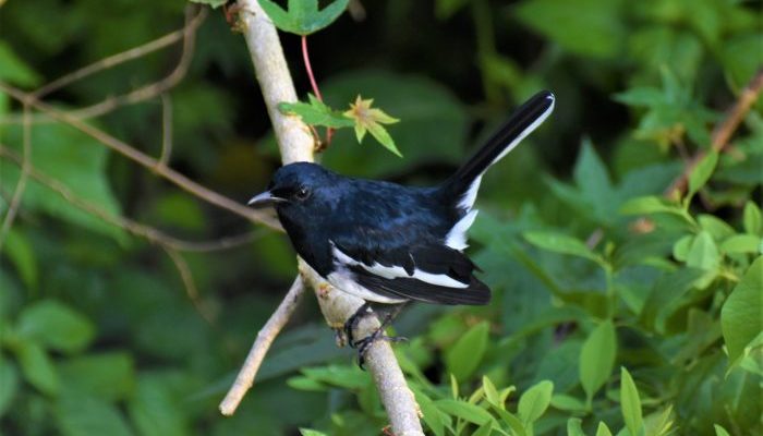 6 Rekomendasi Vitamin Burung Murai Batu dan Kisaran Harganya