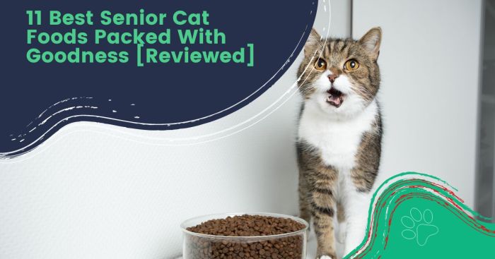 6 Rekomendasi Makanan Kucing Tua agar Tetap Sehat dan Aktif