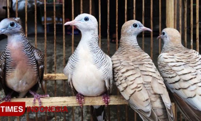 Cara Mengatasi Perkutut Cacingan agar Cepat Pulih dan Sehat
