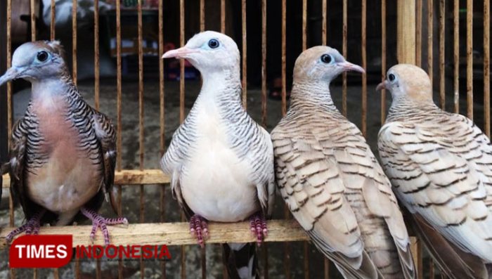 Cara Mengatasi Perkutut Cacingan agar Cepat Pulih dan Sehat