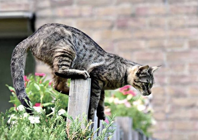 7 Cara Rescue Kucing dengan Efektif dan Aman