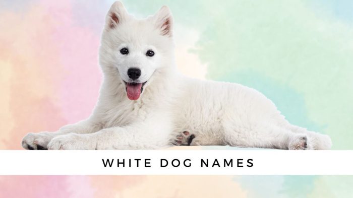 Pomeranian 85 Rekomendasi Nama Anjing Warna Putih dan Artinya