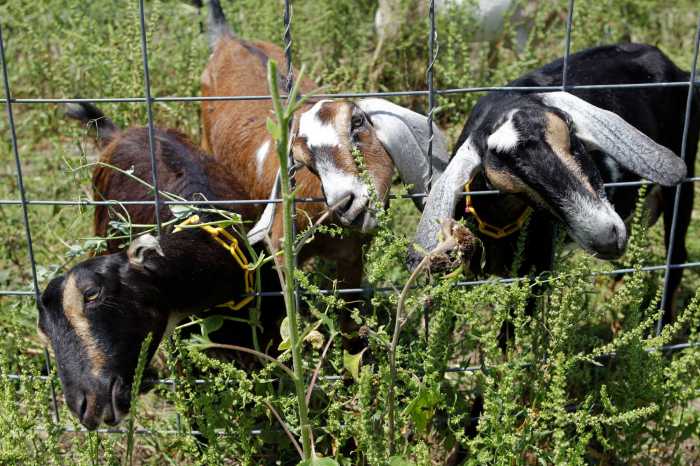 6 Penyebab Kambing Tidak Nafsu Makan yang Perlu Diketahui