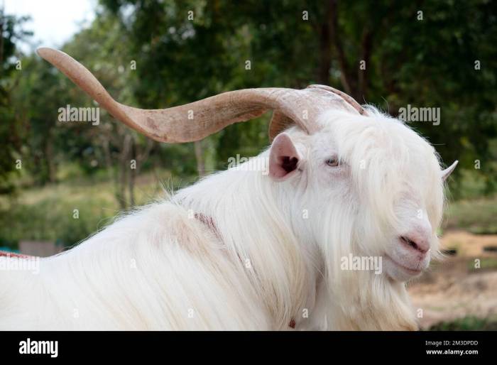 3 Perbedaan Kambing Saanen dan Sapera yang Perlu Dipahami 2 3 Perbedaan Kambing Saanen dan Sapera yang Perlu Dipahami