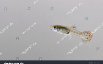 Apakah Ikan Guppy Makan Jentik Nyamuk? Ini Faktanya!