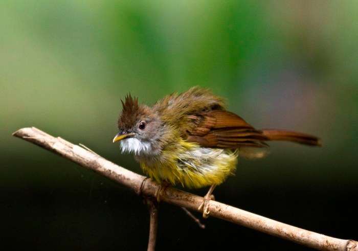 Jenggot cucak burung tembak kapas mabung masa perbedaan anda cerita piala gelatik wingko pleci kolibri jelang raja sebagai bersuara menyerupai Ciri Cucak Jenggot Medan Betina yang Asli dan Mudah Dikenali