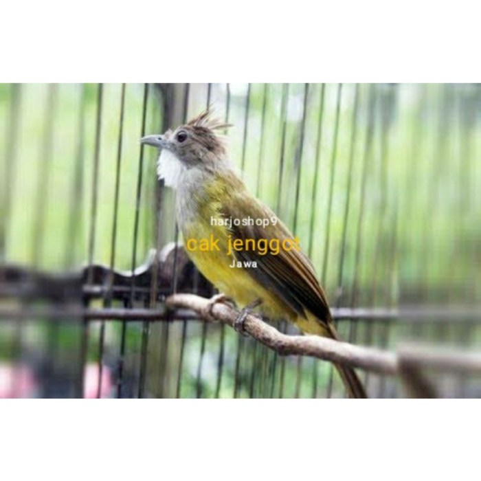 Cara Agar Burung Cucak Jenggot Cepat Bunyi dan Gacor 3 Cara agar Burung Cucak Jenggot Cepat Bunyi dan Rajin Berkicau Setiap Hari