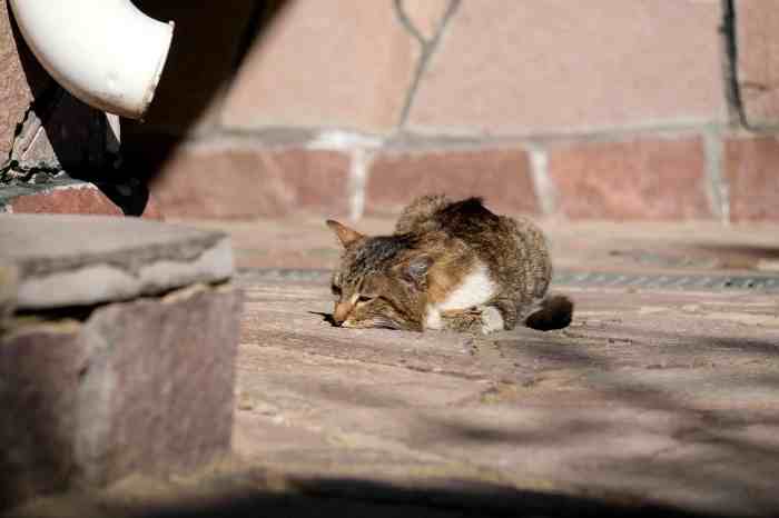 20 Common Cat Myths We Need to Stop Believing 20 Common Cat Myths We Need to Stop Believing