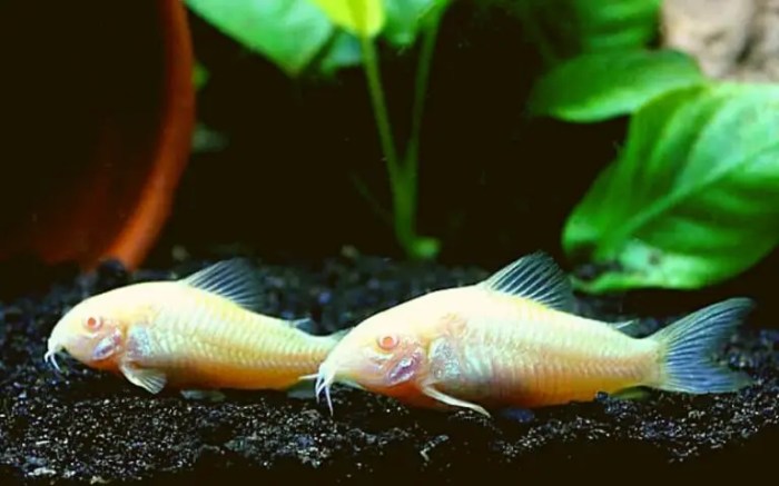 Albino catfish ictalurus punctatus channel florida alamy stock Apakah Lele Albino Bisa Besar? Ini Penjelasannya
