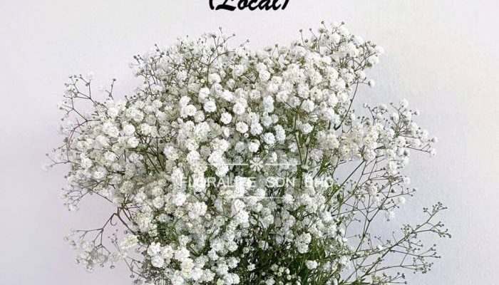 Arti Bunga Baby Breath Putih dan Maknanya dalam Berbagai Momen Spesial
