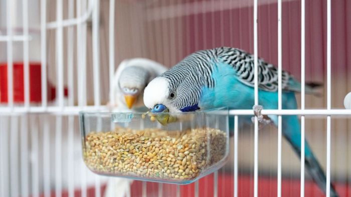 6 Rekomendasi Burung Peliharaan Murah dan Mudah Dirawat