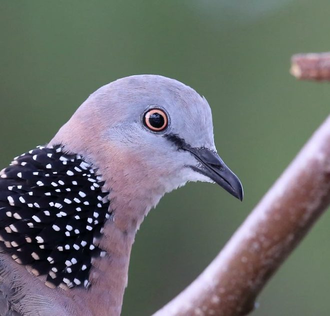 5 Ciri-Ciri Burung Tekukur Sakit yang Jarang Diperhatikan