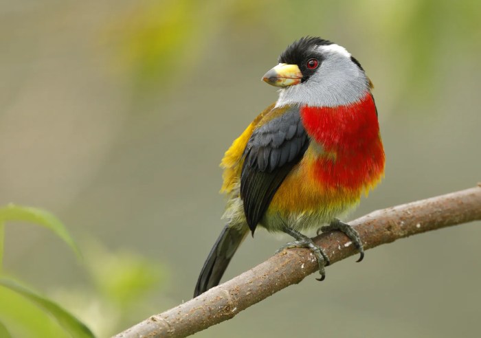 Barbet tufted fire birds world among wings hassan us 4 Penyebab Cucak Jenggot Bertelur secara Tiba-Tiba dan Cara Mengatasinya
