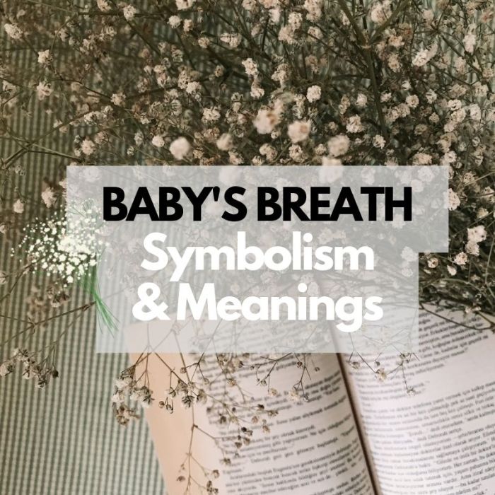 Bunga Baby Breath Bertahan Berapa Lama? Ini Jawabannya 3 Bunga Baby Breath Bertahan Berapa Lama? Ini Penjelasannya