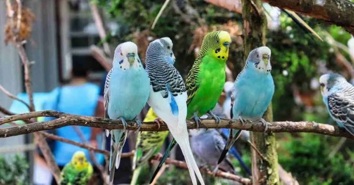 3 Rekomendasi Burung Murah untuk Pemula yang Mudah Dirawat