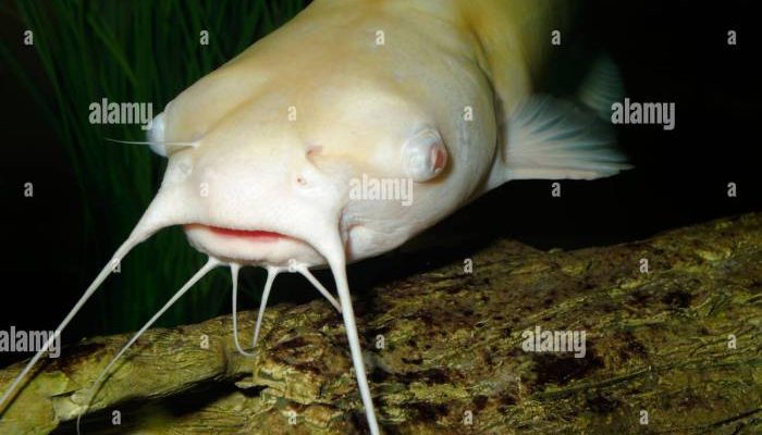 Apakah Lele Albino Bisa Besar? Ini Penjelasannya