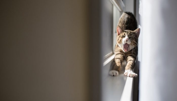3 Mitos Kucing Ekor Pendek yang Beredar di Masyarakat