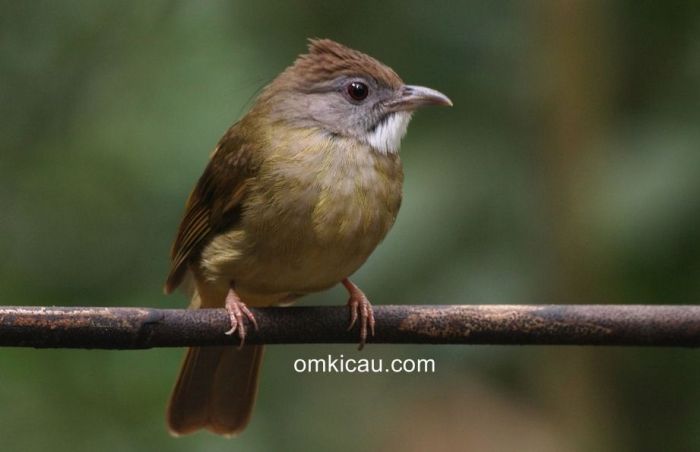Cucak jenggot burung ciri alam Cucak jenggot burung ciri alam