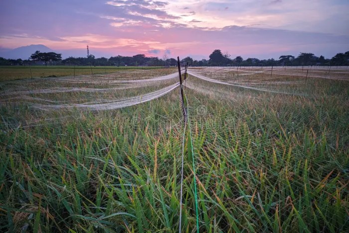 Pest cropping Pest cropping