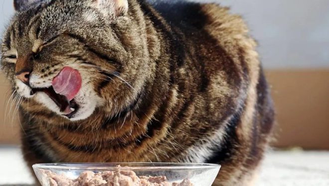 5 Rekomendasi Pakan Kucing Terbaik Semua Usia