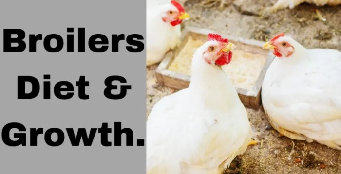 5 Rekomendasi Pakan Ayam Broiler Cepat Tumbuh Sehat 3 5 Rekomendasi Pakan Ayam Broiler agar Tumbuh Cepat dan Sehat