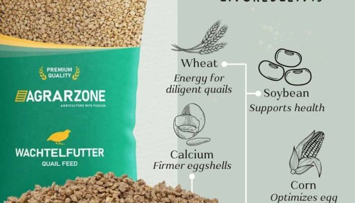 6 Rekomendasi Pakan Puyuh Petelur Terbaik agar Produktivitas Meningkat