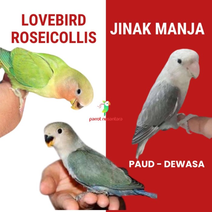 Ciri-Ciri Lovebird Non Klep yang Mudah Dikenali dari Penampilannya