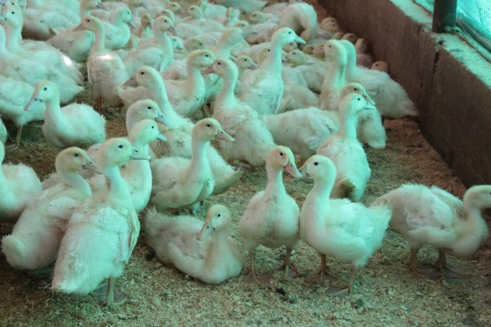 4 Rekomendasi Pakan Bebek Petelur Hasil Optimal 3 4 Rekomendasi Pakan Bebek Petelur yang Tepat untuk Hasil Optimal