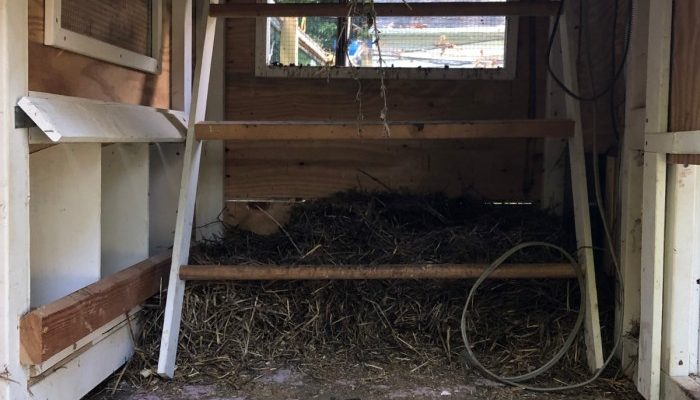 Cara Sterilisasi Kandang Ayam untuk Menjaga Kesehatan Ternak