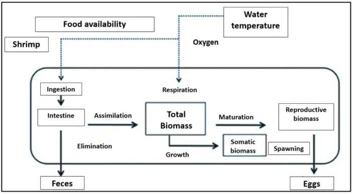 Feed shrimp algorithms calculate franco Cara Hitung Pakan Udang agar Tetap Optimal dan Tidak Boros