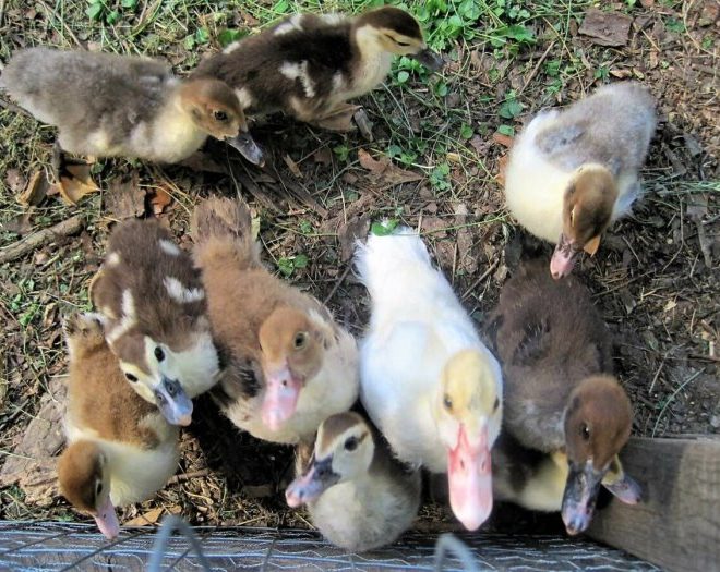 Muscovy eat what ducks do affiliate learn contain links check them post may our out