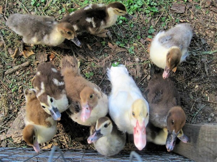 Muscovy eat what ducks do affiliate learn contain links check them post may our out Muscovy eat what ducks do affiliate learn contain links check them post may our out