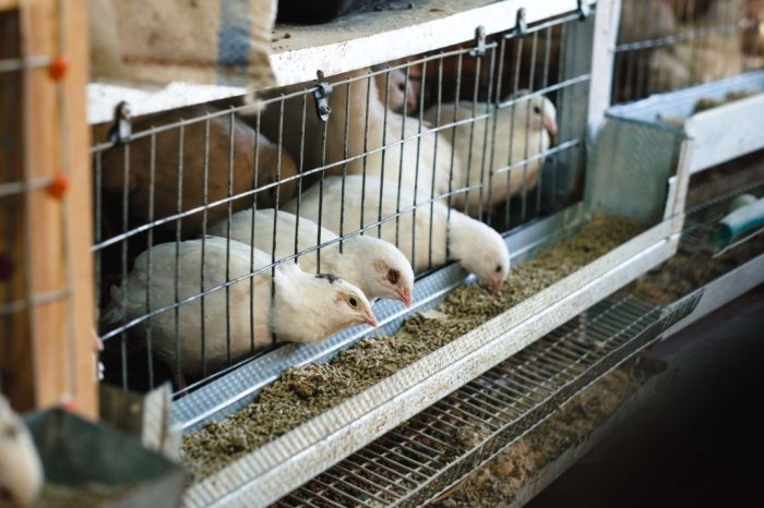 6 Rekomendasi Pakan Puyuh Petelur Terbaik agar Produktivitas Meningkat