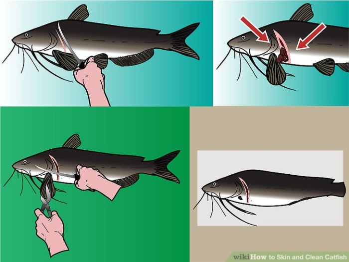 Cara Membersihkan Ikan Patin Lezat Tanpa Pahit 2 Cara Membersihkan Ikan Patin agar Tidak Pahit dan Tetap Lezat saat Diolah