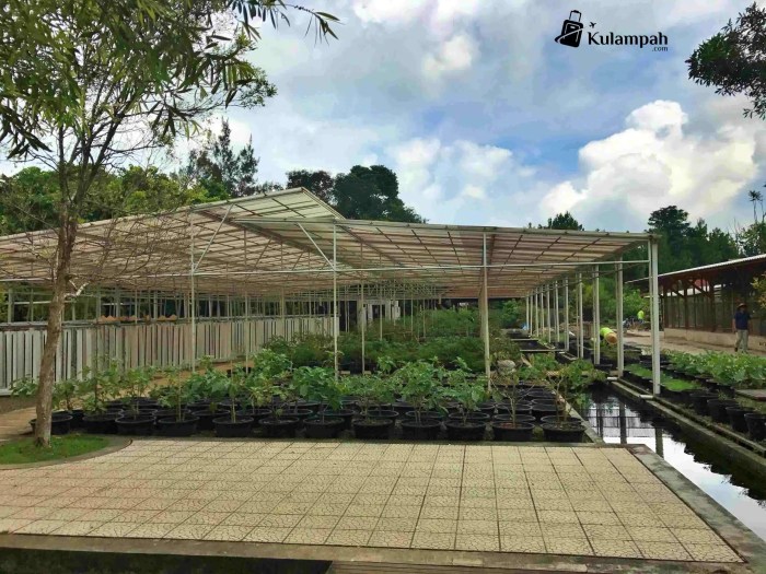 Tiket Kuntum Farmfield 2025 dan Cara Pembeliannya, Pengunjung Perlu Tahu