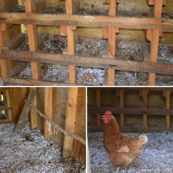 Protecting maintain coop Protecting maintain coop