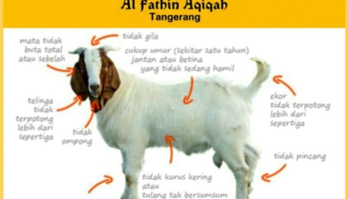 Hukum Aqiqah Setelah Dewasa, Umat Islam Wajib Tahu!